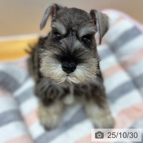 ミニチュア・シュナウザーの写真