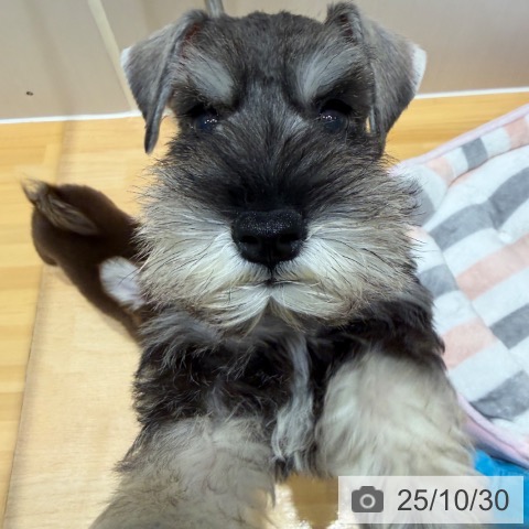 ミニチュア・シュナウザーの写真