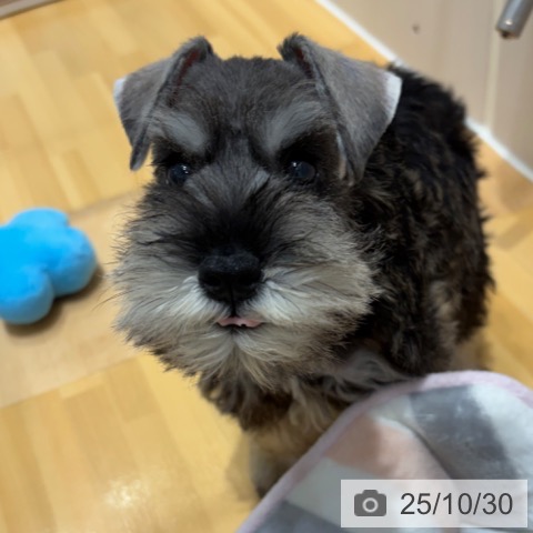 ミニチュア・シュナウザーの写真