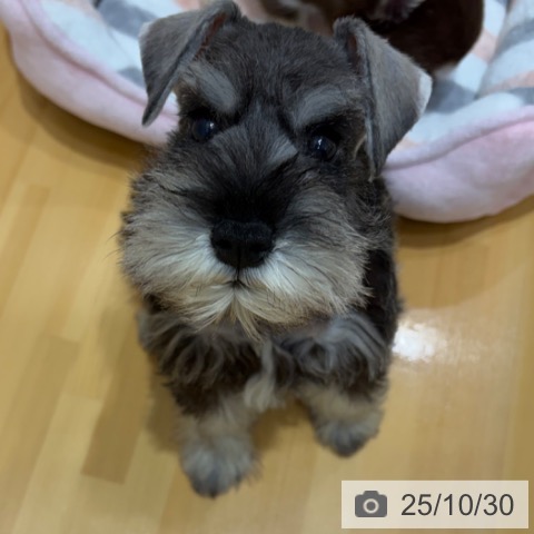 ミニチュア・シュナウザーの写真