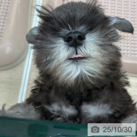 ミニチュア・シュナウザーの写真