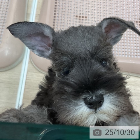 ミニチュア・シュナウザーの写真