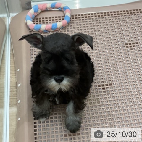 ミニチュア・シュナウザーの写真