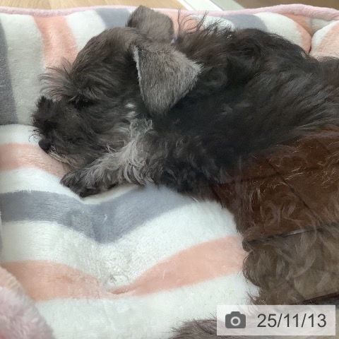 大阪府のミニチュアシュナウザー (ペットプラス 鶴見店/2025年8月23日生まれ/女の子/ソルトペッパー)の子犬の4枚目の画像