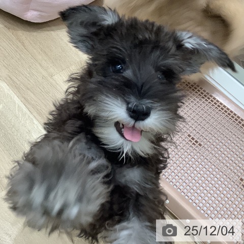 大阪府のミニチュアシュナウザー (ペットプラス 鶴見店/2025年8月23日生まれ/女の子/ソルトペッパー)の子犬の3枚目の画像