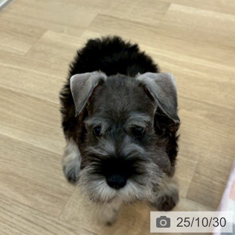 ミニチュア・シュナウザーの写真