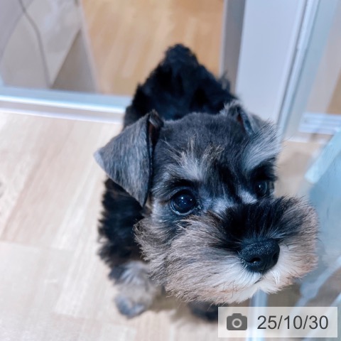 ミニチュア・シュナウザーの写真