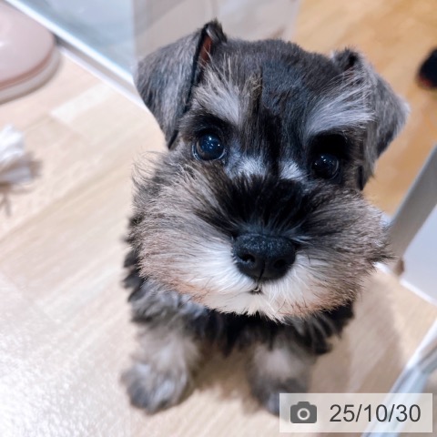 ミニチュア・シュナウザーの写真