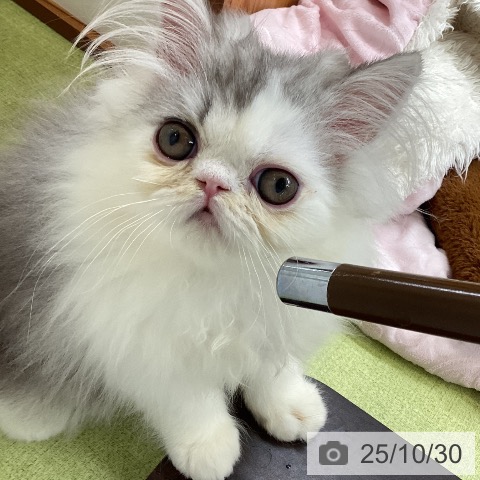 エキゾチックの写真