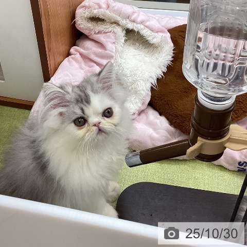 エキゾチックの写真