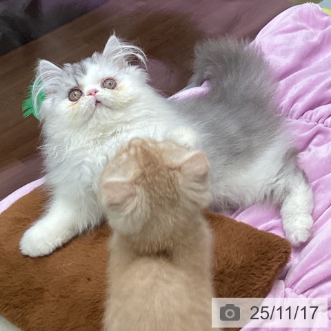 大阪府のエキゾチック (ペットプラス ららぽーと和泉店/2025年8月21日生まれ/男の子/シルバータビーホワイト)の子猫の4枚目の画像