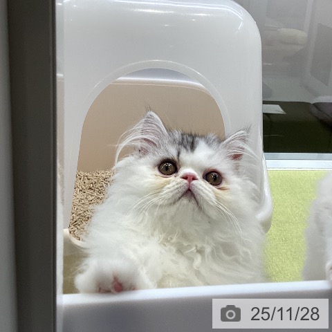 大阪府のエキゾチック (ペットプラス ららぽーと和泉店/2025年8月21日生まれ/男の子/シルバータビーホワイト)の子猫の3枚目の画像