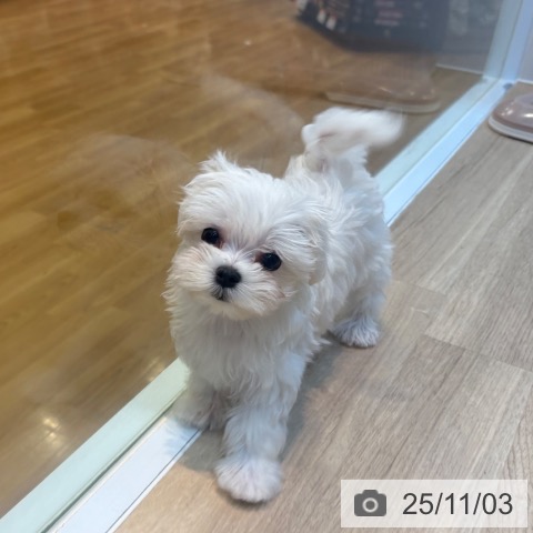 京都府のマルチーズ (ペットプラス イオンモールKYOTO店/2025年8月30日生まれ/女の子/ホワイト)の子犬の4枚目の画像