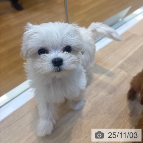 京都府のマルチーズ (ペットプラス イオンモールKYOTO店/2025年8月30日生まれ/女の子/ホワイト)の子犬の3枚目の画像