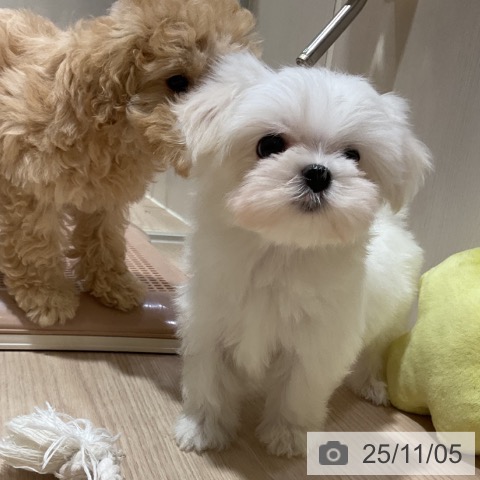 マルチーズの写真