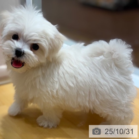 マルチーズの写真