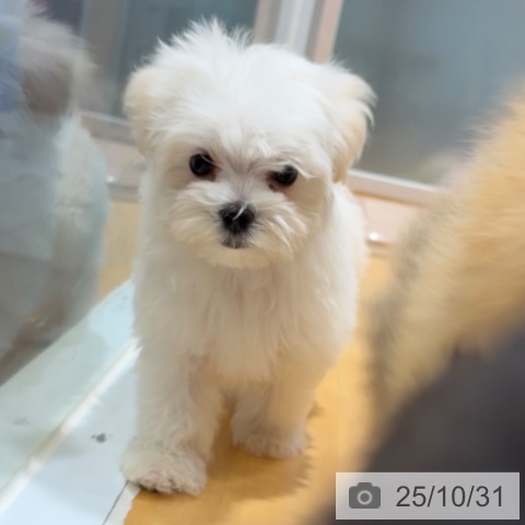 マルチーズの写真