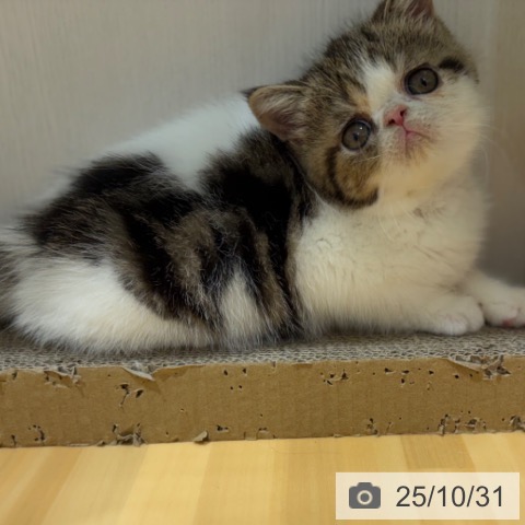 エキゾチックの写真