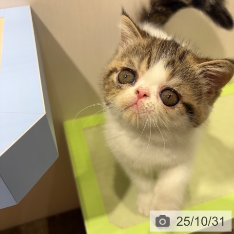 エキゾチックの写真