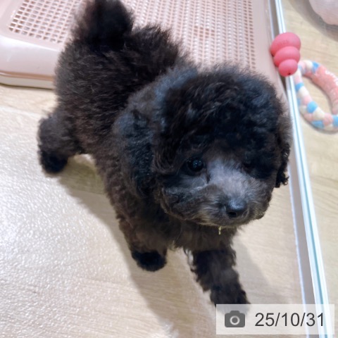 トイ・プードルの写真