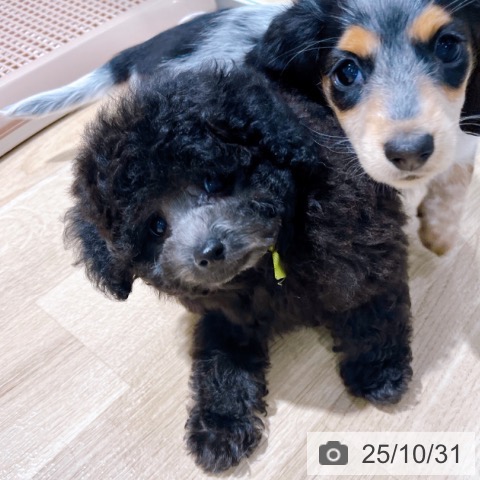 トイ・プードルの写真