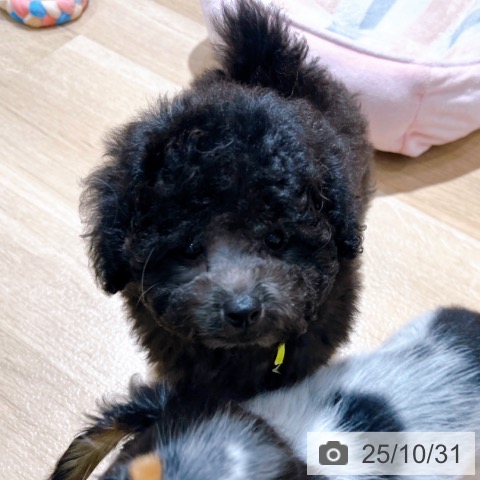 トイ・プードルの写真