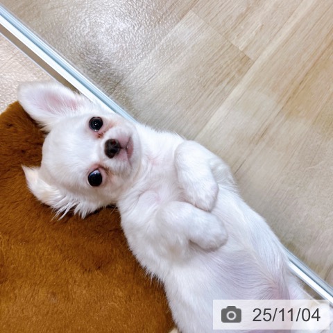 大阪府のチワワ(ロング) (ペットプラス 松原店/2025年8月26日生まれ/男の子/クリームホワイト)の子犬の4枚目の画像