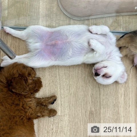 大阪府のチワワ(ロング) (ペットプラス 松原店/2025年8月26日生まれ/男の子/クリームホワイト)の子犬の3枚目の画像