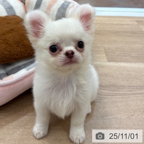 チワワの写真