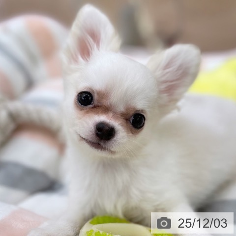 京都府のチワワ(ロング) (ペットプラス 醍醐店/2025年8月26日生まれ/女の子/クリームホワイト)の子犬の4枚目の画像