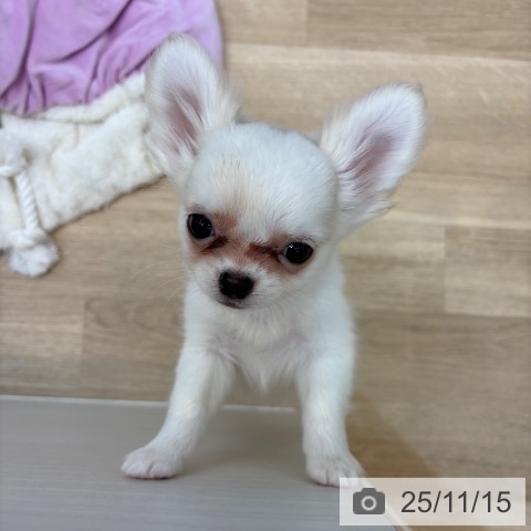 京都府のチワワ(ロング) (ペットプラス 醍醐店/2025年8月26日生まれ/女の子/クリームホワイト)の子犬の3枚目の画像