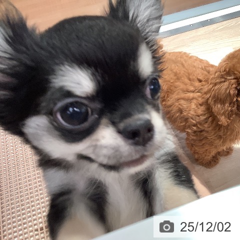 和歌山県のチワワ(ロング) (ペットプラス 和歌山店/2025年8月26日生まれ/女の子/ブラックタン)の子犬の4枚目の画像