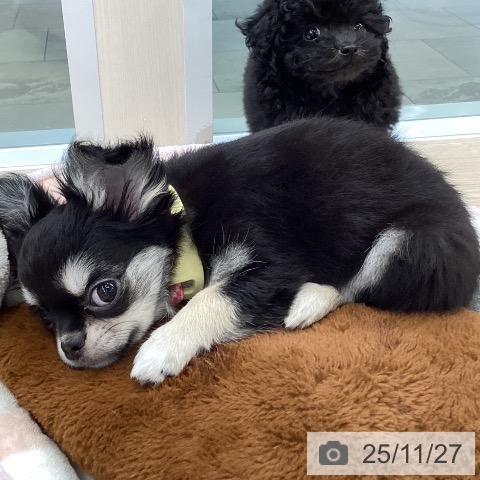 和歌山県のチワワ(ロング) (ペットプラス 和歌山店/2025年8月26日生まれ/女の子/ブラックタン)の子犬の3枚目の画像