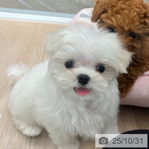 マルチーズの写真