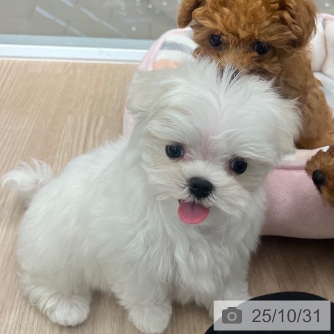 マルチーズの写真