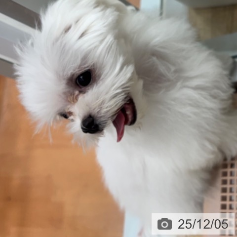 大阪府のマルチーズ (ペットプラス 四條畷店/2025年9月1日生まれ/男の子/ホワイト)の子犬の4枚目の画像