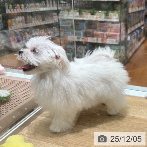 大阪府のマルチーズ (ペットプラス 四條畷店/2025年9月1日生まれ/男の子/ホワイト)の子犬の3枚目の画像