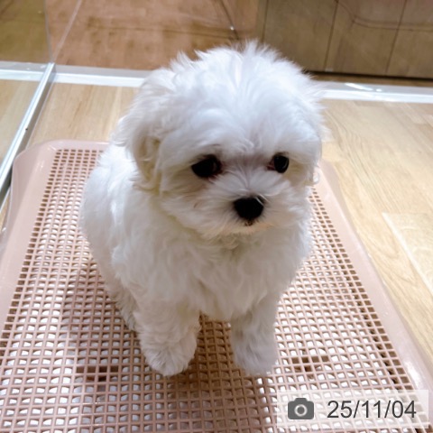 マルチーズの写真