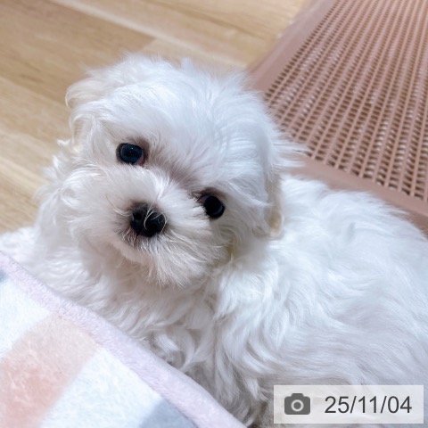 マルチーズの写真