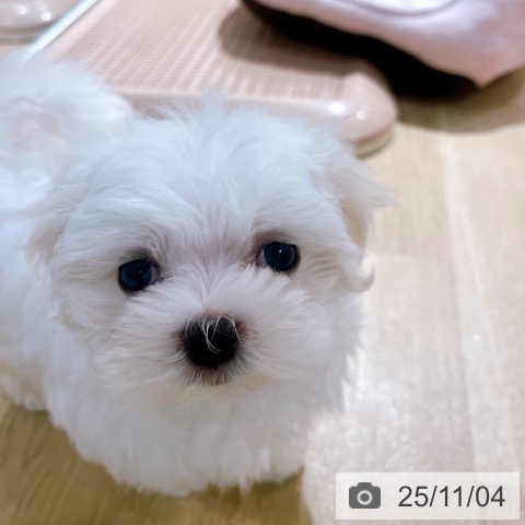 マルチーズの写真