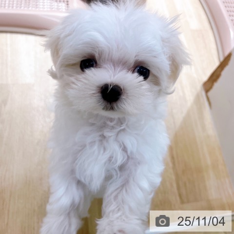 マルチーズの写真