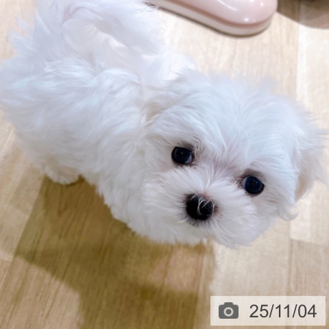 マルチーズの写真