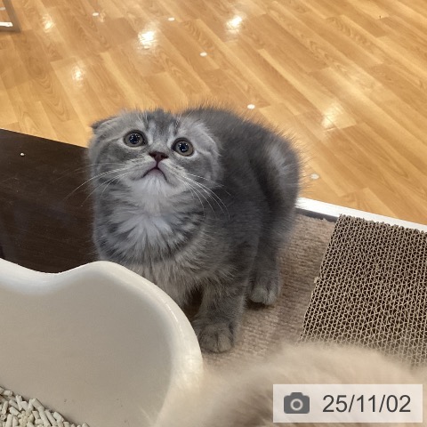 スコティッシュフォールドの写真