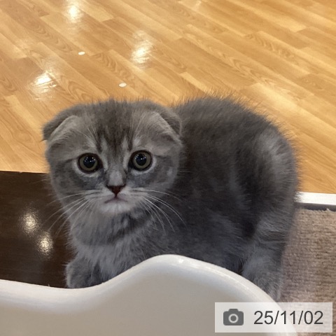 スコティッシュフォールドの写真