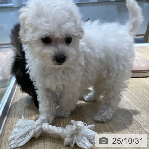 トイ・プードルの写真