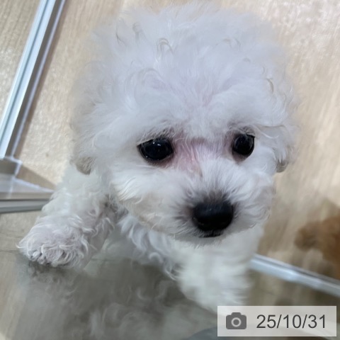 トイ・プードルの写真