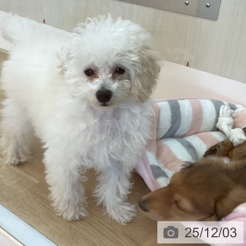 兵庫県のトイプードル(トイ) (ペットプラス 姫路大津店/2025年8月30日生まれ/男の子/ペールフォーン)の子犬の4枚目の画像