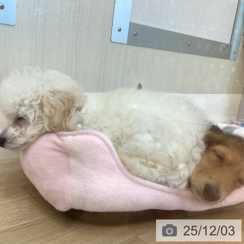 兵庫県のトイプードル(トイ) (ペットプラス 姫路大津店/2025年8月30日生まれ/男の子/ペールフォーン)の子犬の3枚目の画像