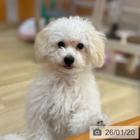 兵庫県のトイプードル(トイ) (ペットプラス 姫路大津店/2025年8月30日生まれ/男の子/ペールフォーン)の子犬の3枚目の画像