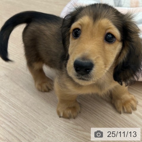 京都府のミニチュアダックスフンド(ロング) (ペットプラス 京都桂川店/2025年8月28日生まれ/男の子/レッド)の子犬の4枚目の画像